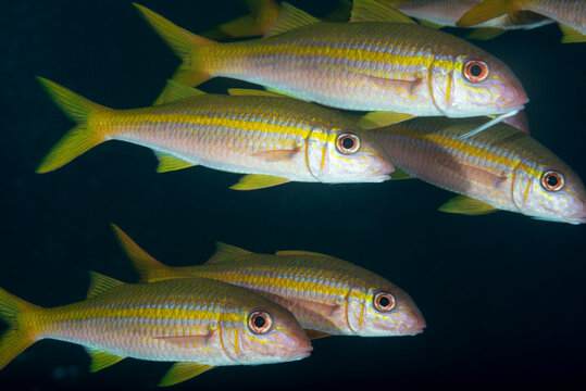 Mulloidichthys vanicolensis, triglia gialla in gruppo