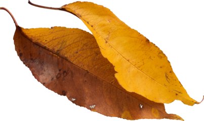 LAYER-LAB_0210183144_LC