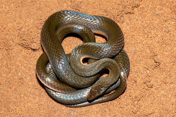 Common brown water snake (Lycodonomorphus rufulus)