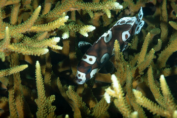 Plectorhinchus chaetodonoides, dolcilabbra arlecchino, forma giovanile tra coralli duri   © Massimo
