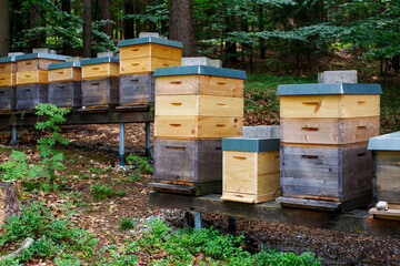 wooden hives with bees in the woods. private farm with bees. making honey. farming