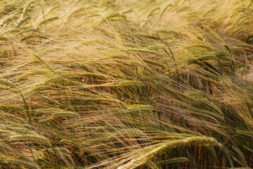 Wheat texture at sunset. agricultural. bread