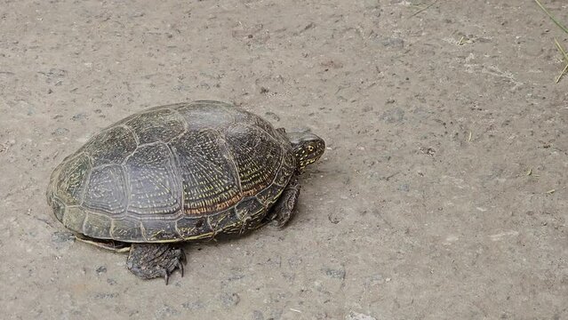 The European pond turtle Emys orbicularis crawls on a concrete surface and grass. A large river turtle has stuck its head out of its shell and is moving slowly.
