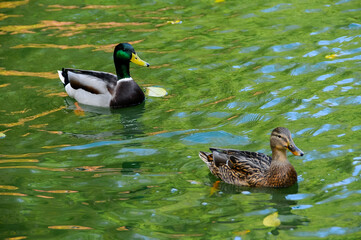 The female and male mallard or wild duck (Anas platyrhynchos) swims in green water