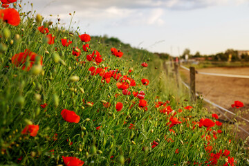 Beautiful field of red poppies in the sunset light. blossoming red poppies,The Beautiful nature