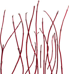Fototapeta premium LAYER-LAB_0904202517_LC