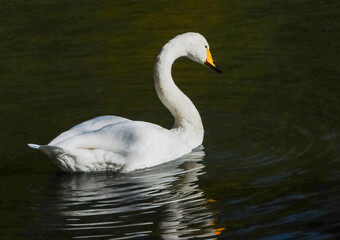 (Cygnus olor), white swan swims in a pond in Sofiyivka park, Uman