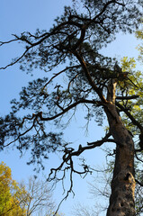 Big old pine tree in Sofievsky park against the sky, Uman