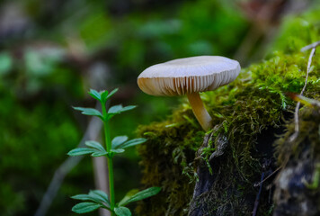 Tree fungus of the Pluteaceae family on a rotten stump among the grass