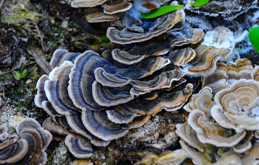 (Polyporaceae lignicole), tree mushrooms on a rotten stump in the forest