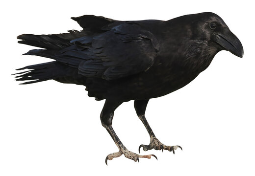 Raven (Corvus corax), PNG, isolated on transparent background