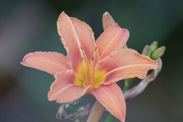 Hemerocallis Minor. Lilium