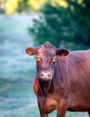 Portrait of red beef cow