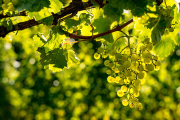 Serra Catarinense Wineries, Brazil, Altitude wines