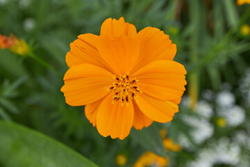 The flower of Cosmos Sulphureus; selective focus