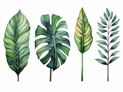 illustrazione in stile acquerello di foglie tipiche della vegetazione equatoriale,  tema giungla, banano,  eucalipto, acanto, monsteria, su sfondo bianco scontornabile, creata con ai 