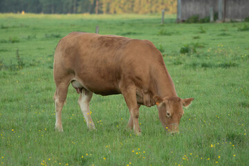 Limousin meat cattle cow and two calfs grazing on  meadow