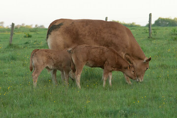 Limousin meat cattle cow and two calfs grazing on  meadow