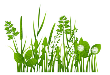 Fototapeta na wymiar Natural plants growing. Realistic green grass weeds