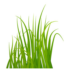 Grass blades. Realistic green meadow plants growing