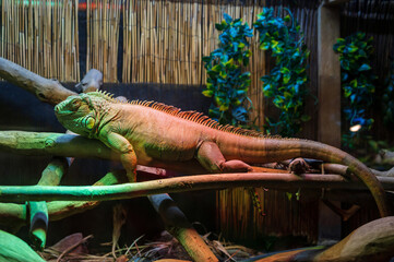 Iguana sitting in a terrarium