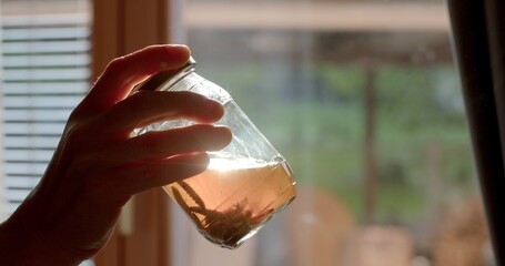Moth larvae are soaked in liquid. A hand demonstrates a derivative of a tincture. Glare of light in...