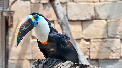 View of a white-throated toucan in zoo