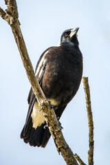 Australian Magpie looking down from a bare Winter tree
