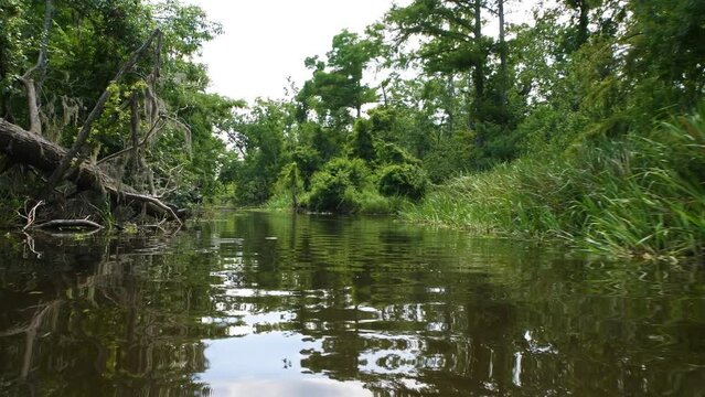 Boating through a jungle swamp
