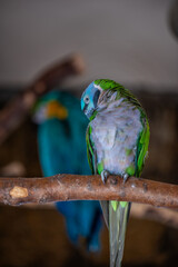 Obraz premium Parrot