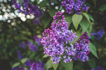 Beautiful lilac flowers. Spring blossom. Blooming lilac bush with tender tiny flower. Purple lilac flower on the bush. Summer time. Background