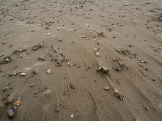 Shells on the beach