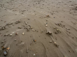 Fototapeten Shells on the beach © Emmeline