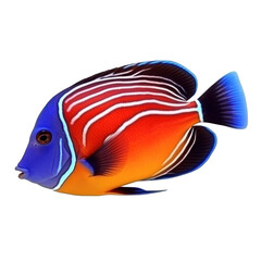 Red sea clown tang fish isolated on white. Illustration AI Generative.
