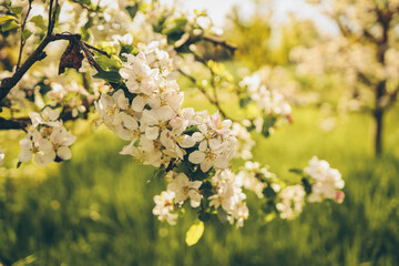 Blooming apple trees in the garden, beautiful photo, wallpaper
