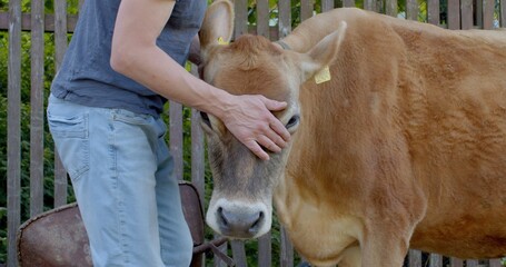 The farmer's male hands are stroking the cow's head. Tactile contact of the owner and the animal, touch the skin of the trust in the pet. She moves her ears, a display of devoted behavior.