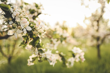 Blooming apple trees in the garden, beautiful photo, wallpaper