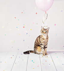 Cute party cat with pink balloon and confetti - 613307568