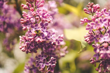 Fototapeta na wymiar Beautiful lilac flowers. Spring blossom. Blooming lilac bush with tender tiny flower. Purple lilac flower on the bush. Summer time. Background