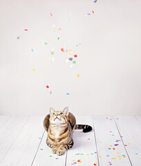 Celebration Party cat with confetti - 613307933