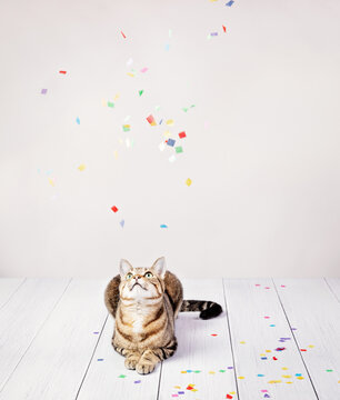 Celebration Party cat with confetti