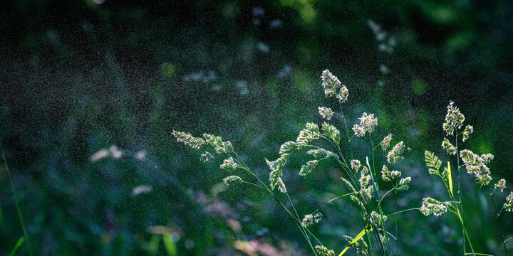 Gew&ouml;hnliches Knaulgras, Dactylis glomerata, Pollen fliegen mit dem Wind, Allergie, Heuschnupfen