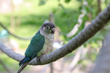Small gray-green parakeet sitting on a rope