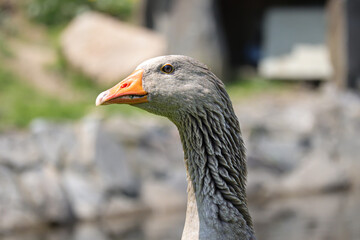 Domestic goose is a species of large, migratory waterbird of the duck family