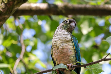 Small gray-green parakeet sitting on a twig