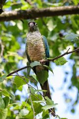Small gray-green parakeet sitting on a twig