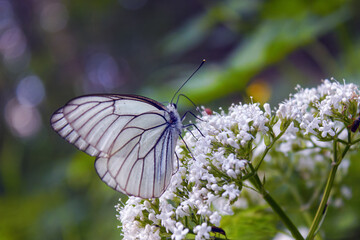 Closeup of small white aporia crataegi butterfly sitting on green plant in nature against blurred...