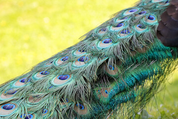 Photo of blue peacock feathers