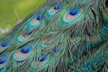 Rolgordijnen Photo of blue peacock feathers © SarahPictures