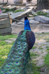 Obraz premium Photo of blue peacock feathers